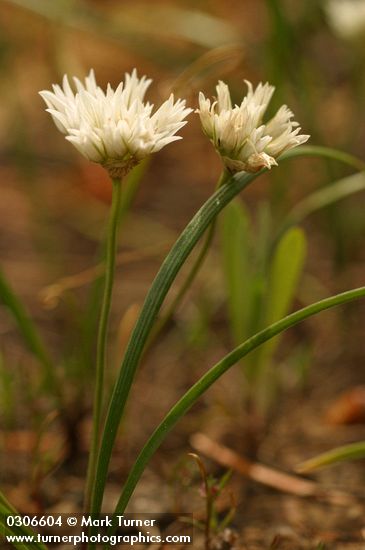Allium fibrillum