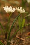 Blue Mountain Onions