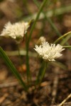 Blue Mountain Onions