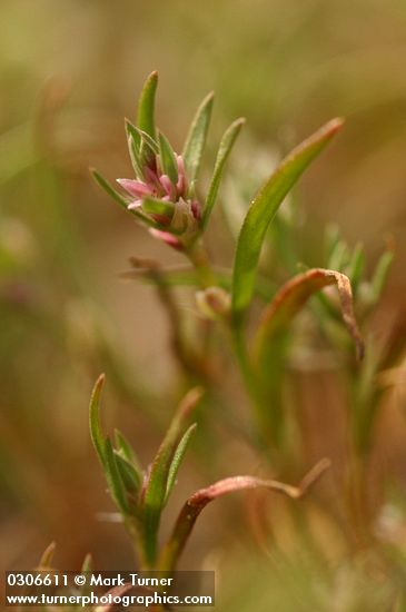 Polygonum polygaloides