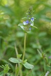 Thyme-leaved Speedwell