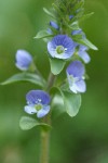 Thyme-leaved Speedwell blossoms detail