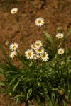 Plains Daisies