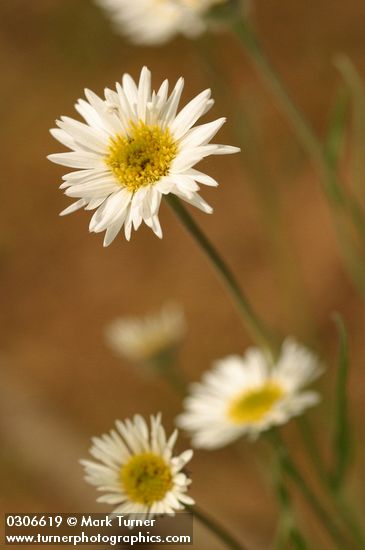 Erigeron engelmannii