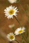 Plains Daisy blossoms detail