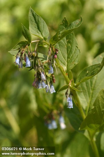 Mertensia paniculata