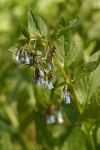 Tall Bluebells blossoms & foliage detail