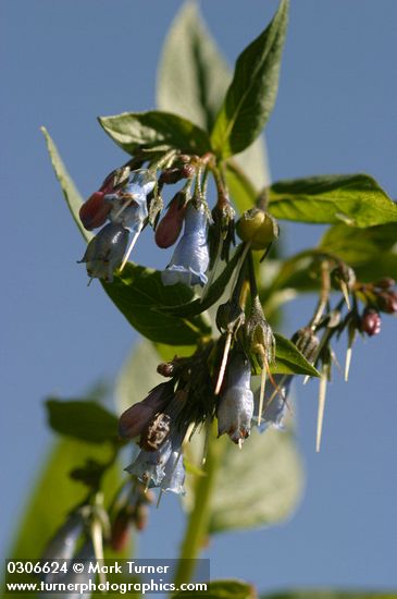 Mertensia paniculata