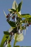 Tall Bluebells blossoms & foliage detail against blue sky