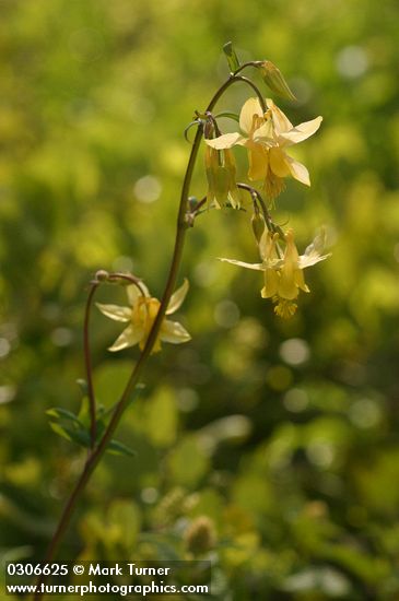 Aquilegia flavescens