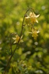 Golden Columbine