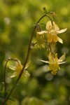 Golden Columbine blossoms