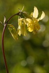 Golden Columbine blossom detail