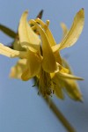 Golden Columbine blossom detail against blue sky