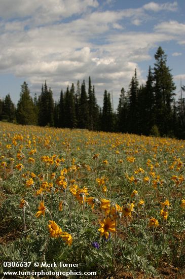 Balsamorhiza incana