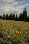 Hoary Balsamroot in meadow