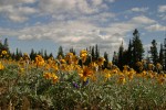 Hoary Balsamroot in meadow