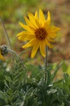 Hoary Balsamroot blossom & foliage detail