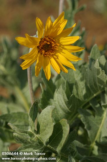 Balsamorhiza incana