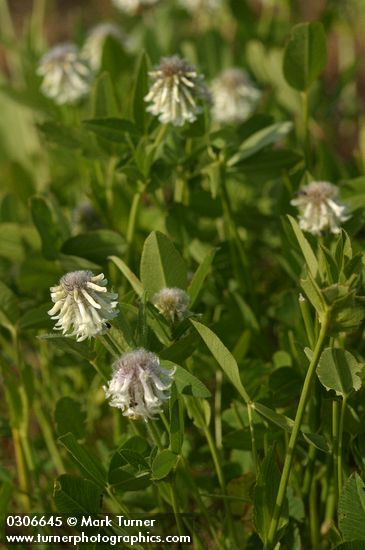 Trifolium longipes