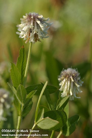 Trifolium longipes