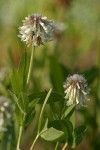 White Sweet Clover blossoms & foliage detail