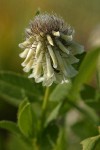 White Sweet Clover blossom extreme detail