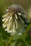 White Sweet Clover blossom extreme detail w/ ant