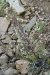 Silverleaf Phacelia