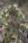 Silverleaf Phacelia blossoms detail