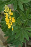 Sabin's lupine blossoms & foliage detail