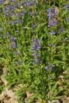 Rydberg's Penstemon