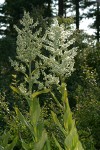 California Corn Lily