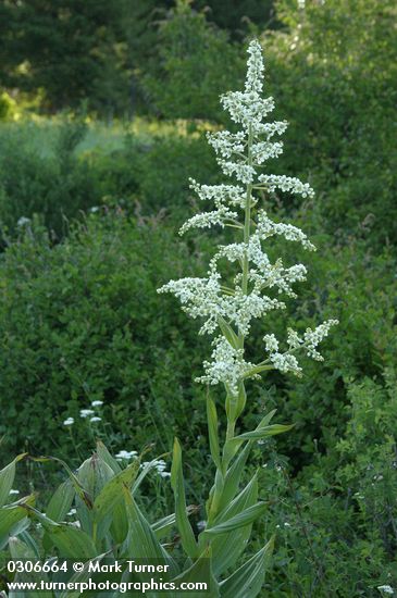 Veratrum californicum