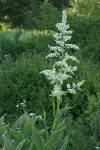 California Corn Lily