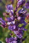 Elegant (Blue Mountain) Penstemon blossoms detail