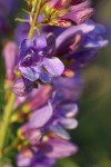 Elegant (Blue Mountain) Penstemon blossoms detail