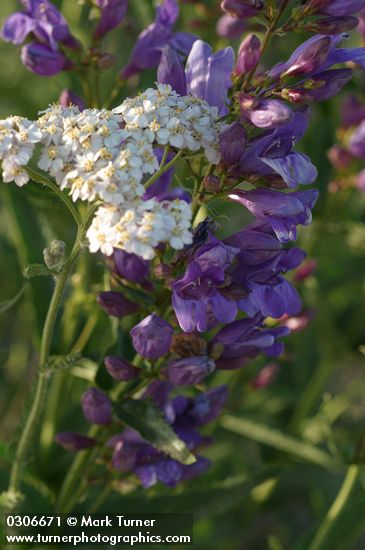 Penstemon venustus; Achillea millefolium