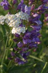 Elegant (Blue Mountain) Penstemon blossoms w/ Yarrow