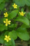 Blue Mountain Buttercups