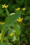 Blue Mountain Buttercups