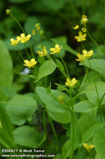 Ranunculus populago