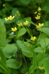 Blue Mountain Buttercups