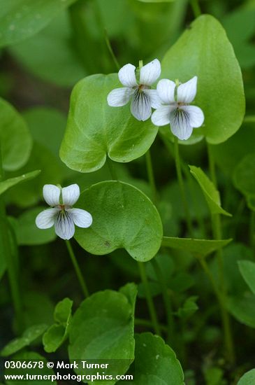 Viola palustris