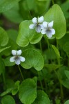 Marsh Violets