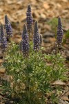 Velvet Lupine