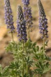 Velvet Lupine blossoms & foliage