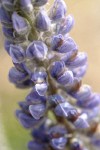 Velvet Lupine blossoms extreme detail