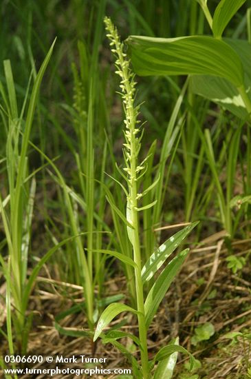 Platanthera stricta (Habenaria saccata)