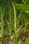 Slender Bog Orchid